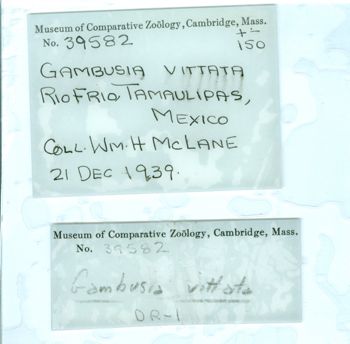 Media type: image;   Ichthyology 39582 Aspect: Label,description
